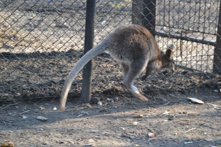 Kangur w Lędzinach