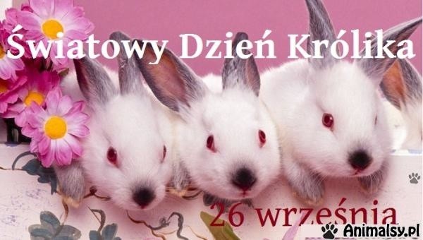 Dzień królika. Każdy z nas niech goni za swoim. Zobacz memy