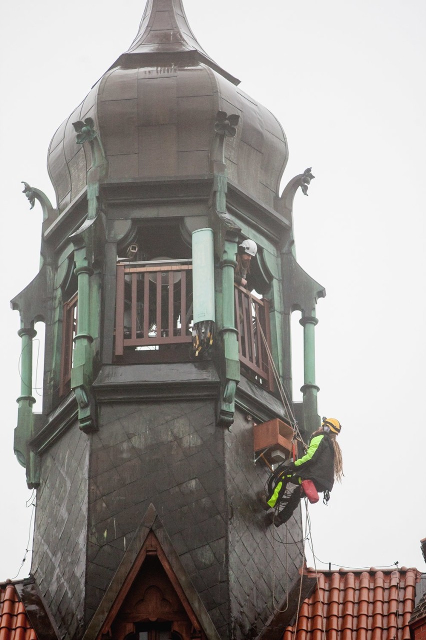 Alpiniści zamontowali gniazdo dla pustułki na wieży ratusza