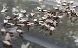Plaga latających mrówek w Kielcach. Są ich miliony! (WIDEO, zdjęcia)