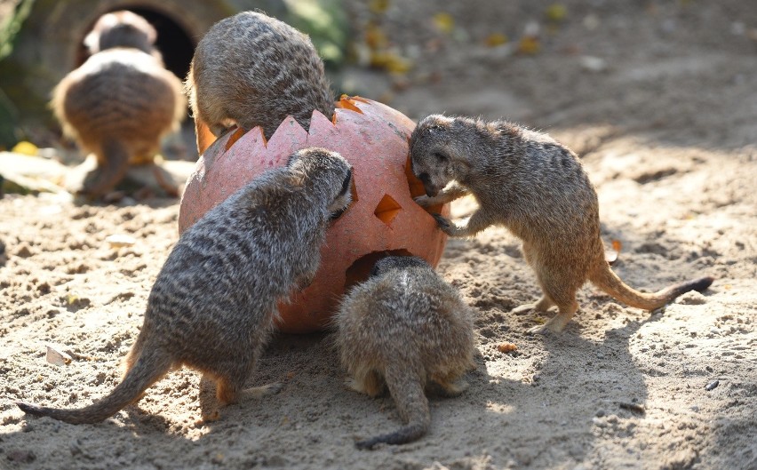 Halloween w łódzkim zoo: dynie pełne mięsa, owoców i owadów [ZDJĘCIA, FILM]