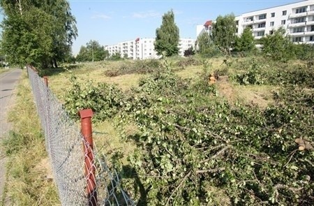 Wycięli drzewa, by zbudować parking