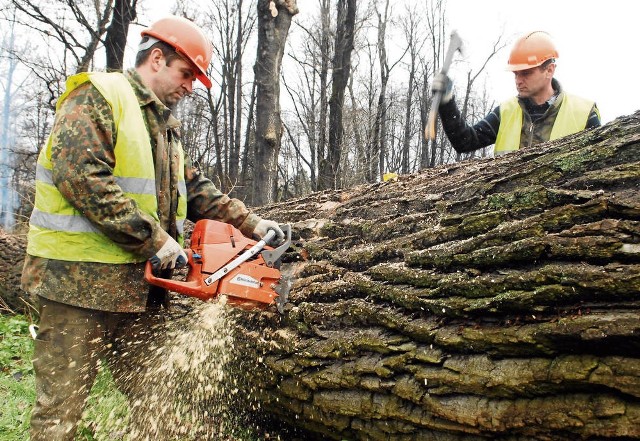 Pilarze przez trzy dni pracowali przy usuwaniu sześciu potężnych drzew w nowosądeckim parku Strzeleckim