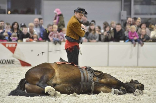 Cavaliada na MTP: Pokaz jazdy westernowej w wykonaniu kaskadera