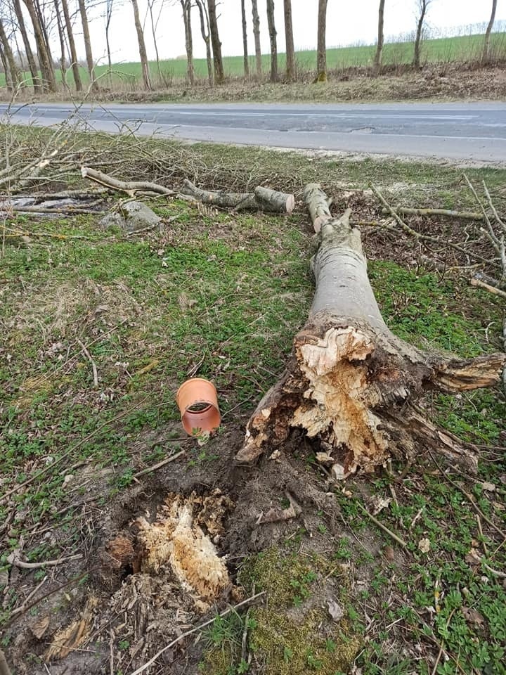 Dzisiaj (poniedziałek) z powodu silnego wiatru w...