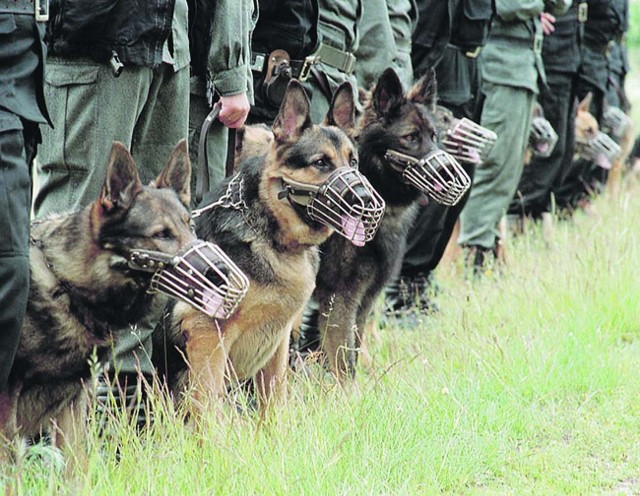Oszczędności w policji dotkną nawet psy tropiące
