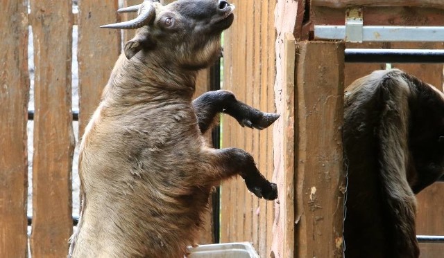 W niedzielę w przeddzień święta babci i dziadka warto odwiedzić Ogród Zoobotaniczny w Toruniu.  Ale tylko z wnukami. Tym razem to oni zapłacą za bilety, a babcie i dziadkowie wejdą za darmo.Zobacz też:Grypa w Toruniu i okolicachNowosciTorun