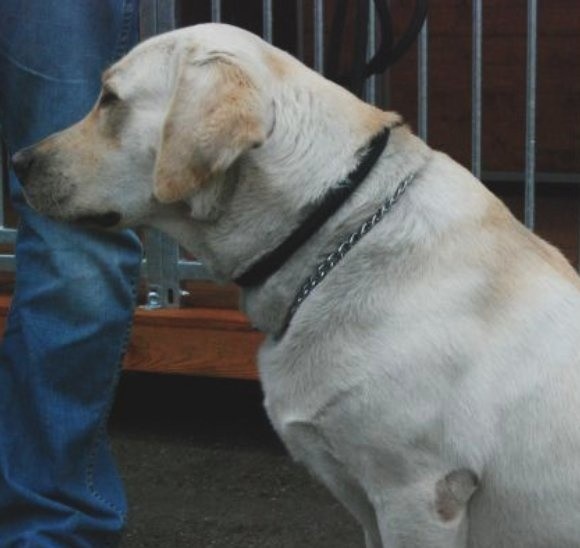 Labrador Borys zaczyna służbę w policji.