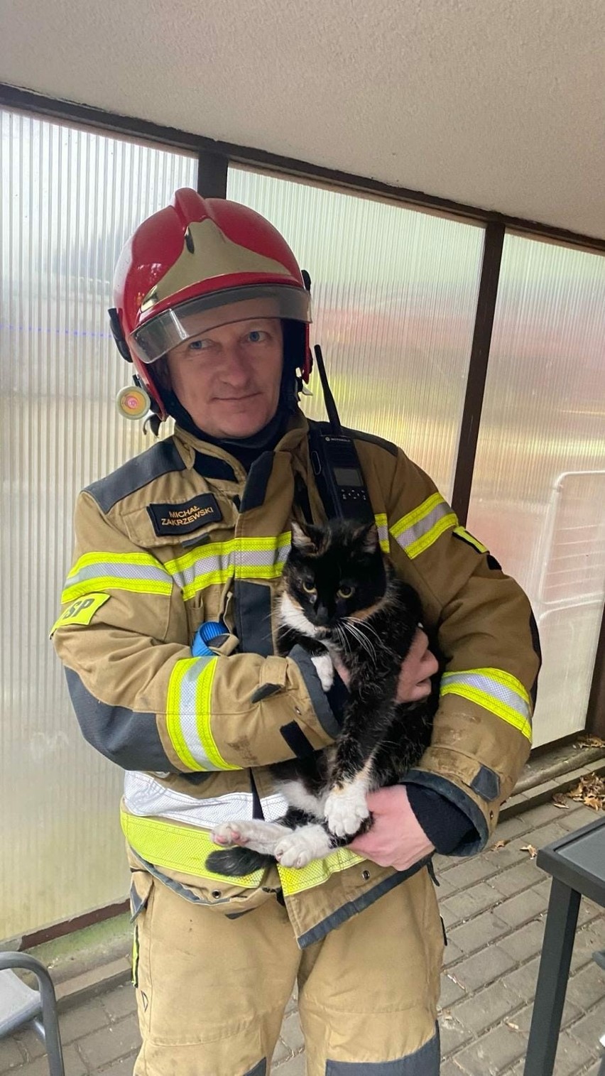 Strażacy z Grudziądza podczas pożaru uratowali kota!