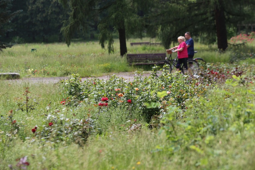 W Rosarium Parku Śląskiego zakwitły róże. Jest tu pęknie!...