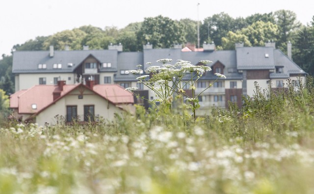 Kontakt z barszczem Sosnowskiego może zakończyć się bardzo poważnymi oparzeniami, a nawet śmiercią.