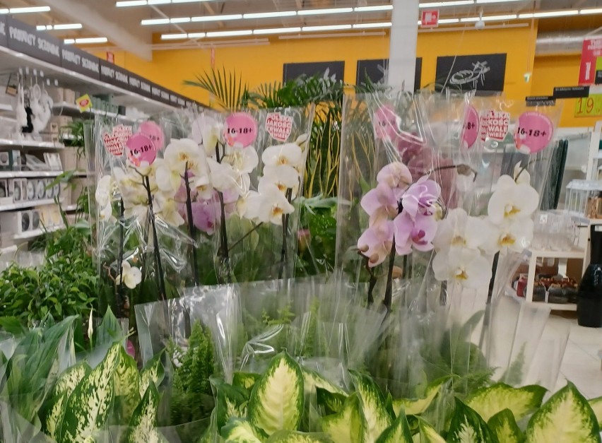 Storczyki bez trudu kupimy niemal w każdym supermarkecie....