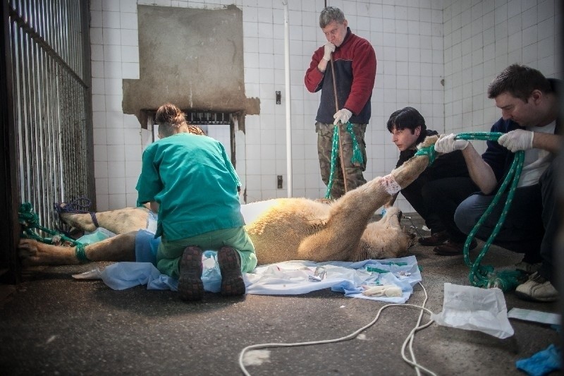 W łódzkim zoo przeprowadzono nowatorski zabieg sztucznego zapłodnienia lwic [ZDJĘCIA, FILM]