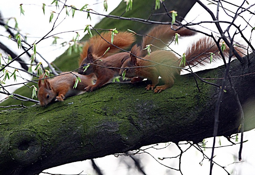 Młode wiewiórki pojawiły się w parku im. Klepacza [ZDJĘCIA]