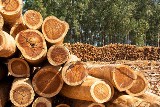 Kujawsko-Pomorskie. Kradną drewno z lasu i wpadają "na gorącym". Strach przed zimą?