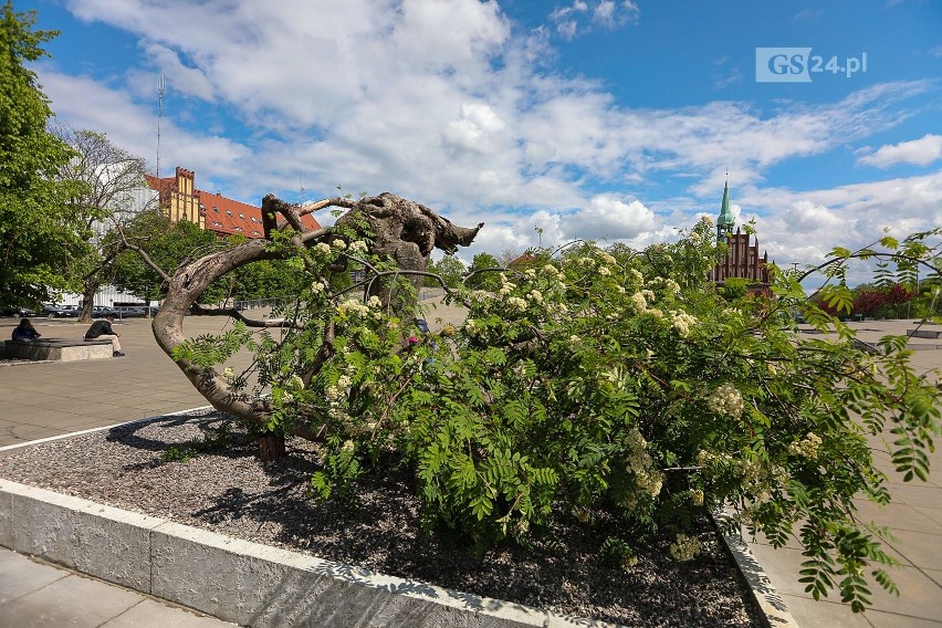 Co się stało historycznym drzewem na placu Solidarności w Szczecinie?