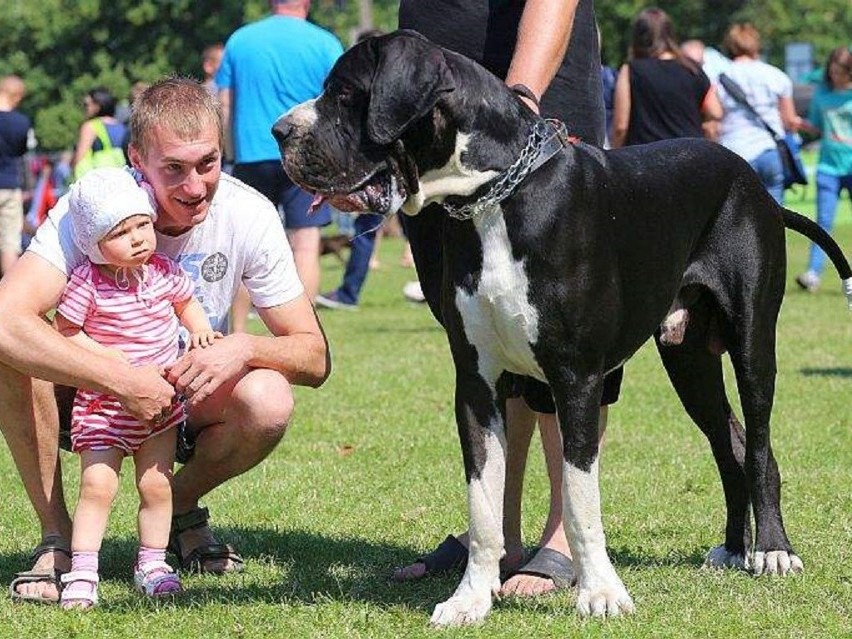 W Chojnicach po raz 38. odbyła się Kaszubska Wystawa Psów...