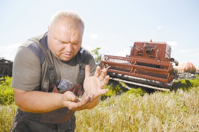 Niektórzy rolnicy nie zawracają sobie nawet głowy wożeniem zboża do skupu, tylko od razu przeznaczają je na paszę. (fot. Sławomir Mielnik)