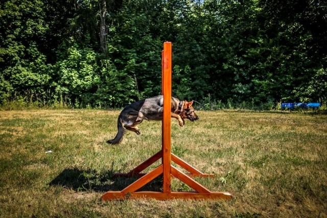 Psy policyjne w Łodzi wzięły udział w wojewódzkich eliminacjach do finału XIX Kynologicznych Mistrzostw Policji. ZOBACZ FOTORELACJĘ, CZYTAJ DALEJ >>>>