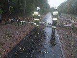 Wiatr łamał w Toruniu konary i gałęzie drzew. Na szczęście nikt nie został ranny 