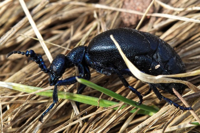 Oleica krówka to niebezpieczny chrząszcz - alarmują leśnicy z Lasów Państwowych