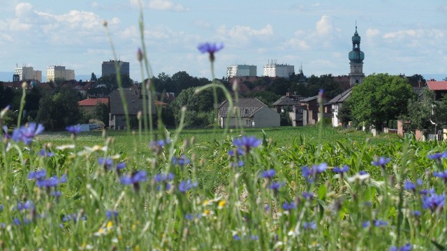 Zobacz kolejne zdjęcia. Przesuwaj zdjęcia w prawo - naciśnij strzałkę lub przycisk NASTĘPNE