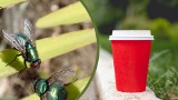 Amerykańscy naukowcy chcą wykorzystywać martwe muchy do produkcji biodegradowalnego plastiku. Później ma pomóc rolnikom?