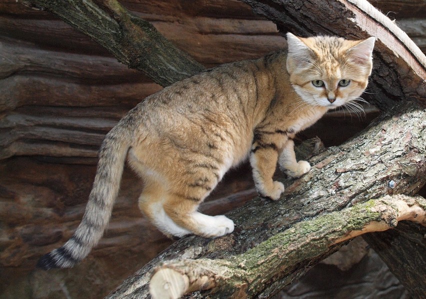 W gdańskim zoo koty arabskie można oglądać w lwiarni