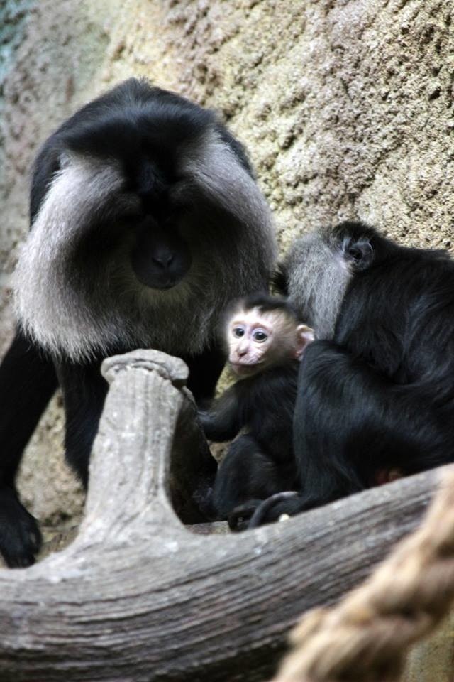 Ogród zoologiczny w Łodzi. Małpia rodzina łódzkiego zoo powiększyła się o nową małpkę. Na świat przyszedł makak 