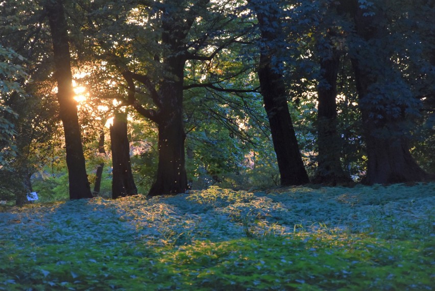 Park i pałac w Igołomia