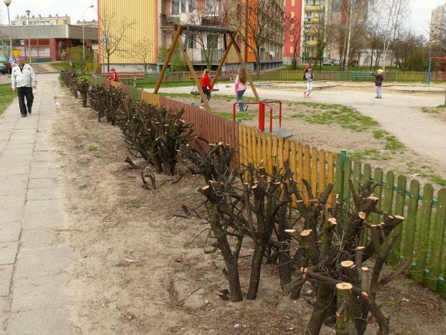 Przystrzyżone krzewy przy placu zabaw dla dzieci w centrum Stalowej Woli.