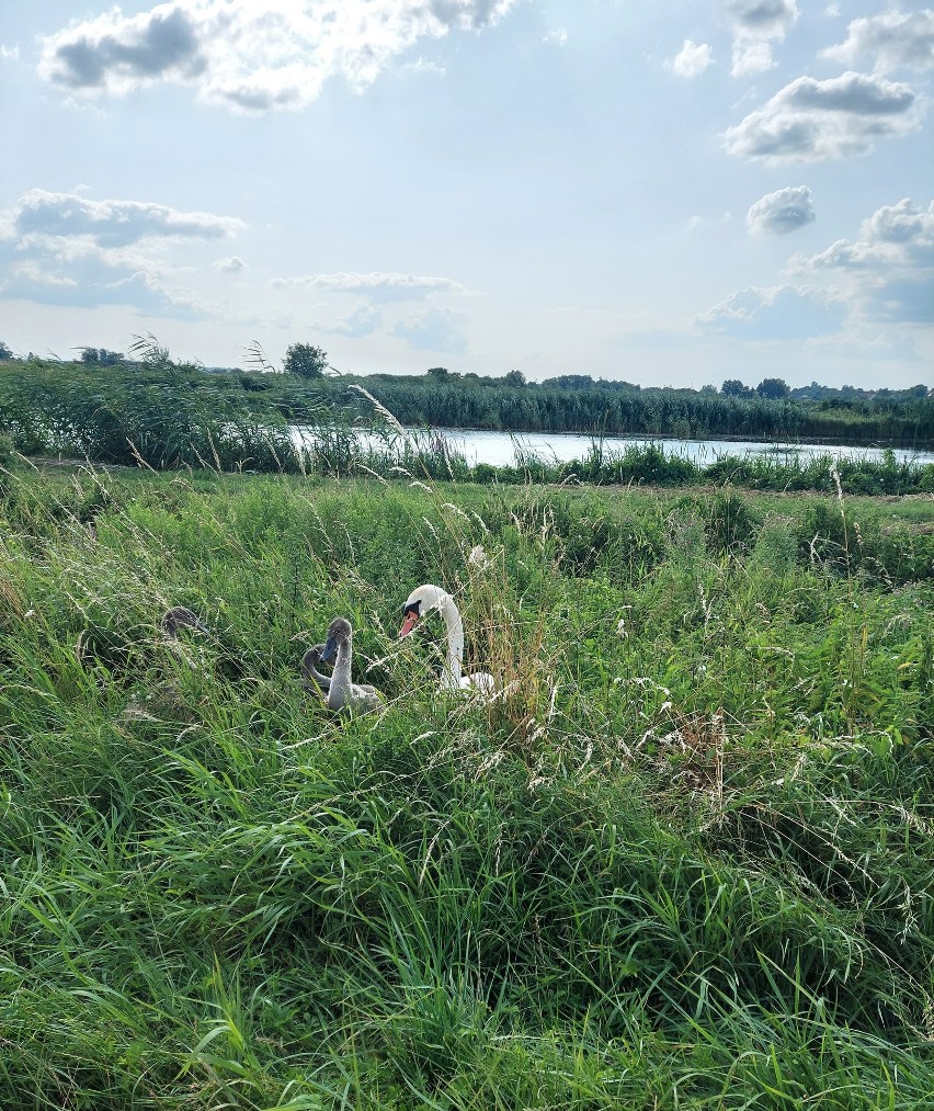 Niedaleko od drogi ekspresowej S17. Markuszów między Lublinem a Puławami kusi malowniczym krajobrazem