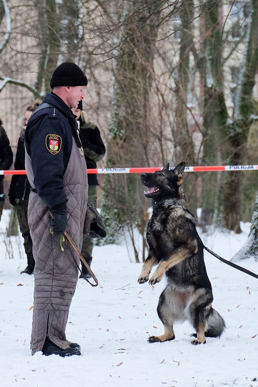 Białystok. Demon w akcji, czyli szkolenie policyjnych psów służbowych