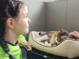 Ależ historia! Szkoła w Łosieniu, w gminie Piekoszów, wirtualnie adoptowała kota ze Schroniska dla Bezdomych Zwierząt w Dyminach [ZDJĘCIA]