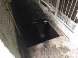 Powiat zambrowski: Krowa wpadła do piwnicy. Strażacy wyciągali ją przez pięć godzin [ZDJĘCIA]