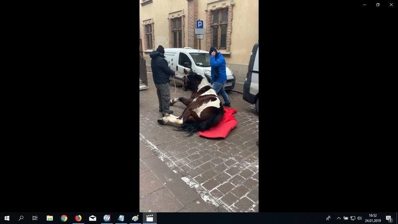 Kraków. Stanowcza reakcja Animalsów. Jaki jest stan konia, który upadł w centrum miasta?