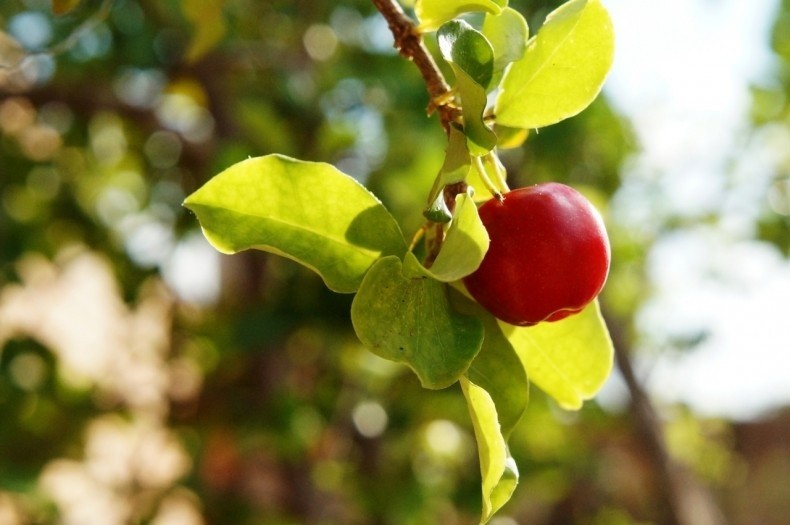 Acerola to owoce malpigii granatolistnej - drzewka rosnącego...