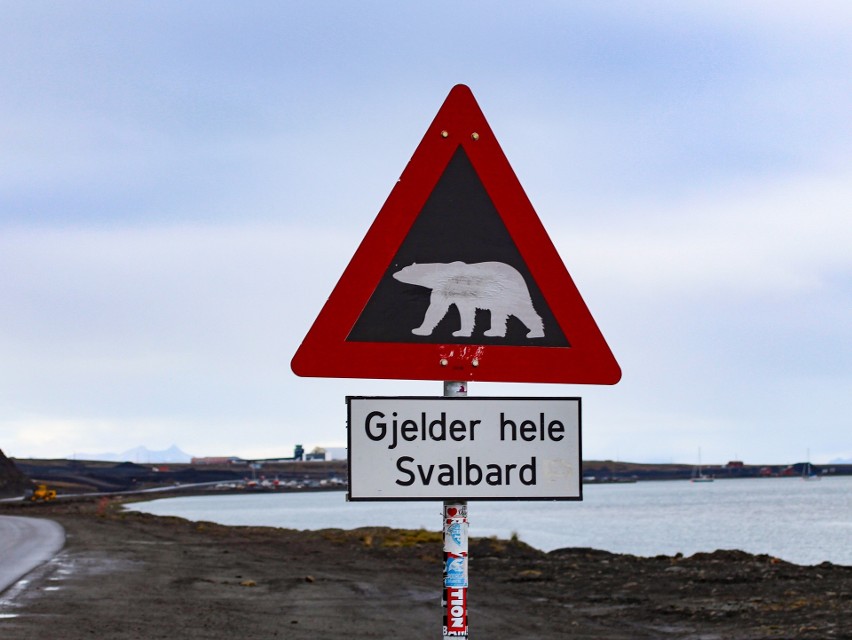 W całym archipelagu żyje ok. 3000 niedźwiedzi. Dla...