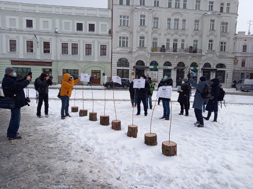 Protest w obronie masowej wycinki drzew podczas...