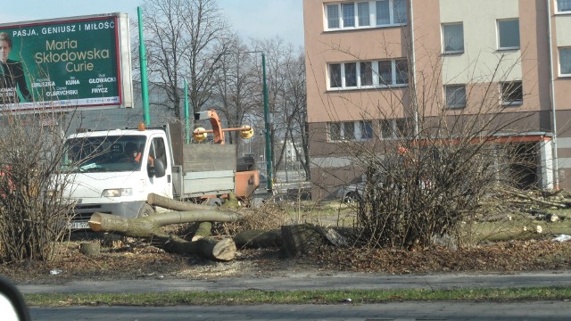 Wycinka drzew u zbiegu alei Bielskiej i ulicy Edukacji w Tychach