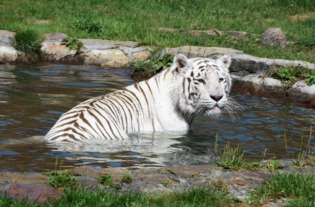 Tygrysy uwielbiają kąpiele. Te z Borysewa dotychczas miały do dyspozycji oczko wodne, w maju przybędzie specjalny basen