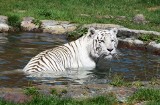 Niezwykła atrakcja powstaje w Zoo Borysew. W ogrodzie koło Poddębic będzie basen dla... tygrysów. ZDJĘCIA