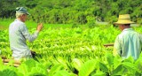 140 plantatorów czeka na pieniądze za tytoń