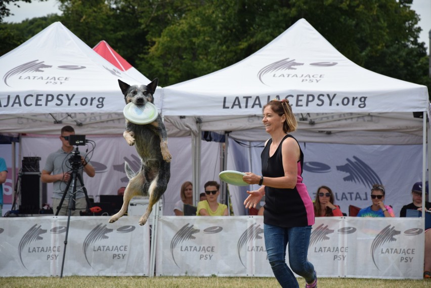 Latające psy w Gdyni. Dla frisbee potrafią zrobić niesamowite rzeczy - szybujące czworonogi w Parku Kolibki