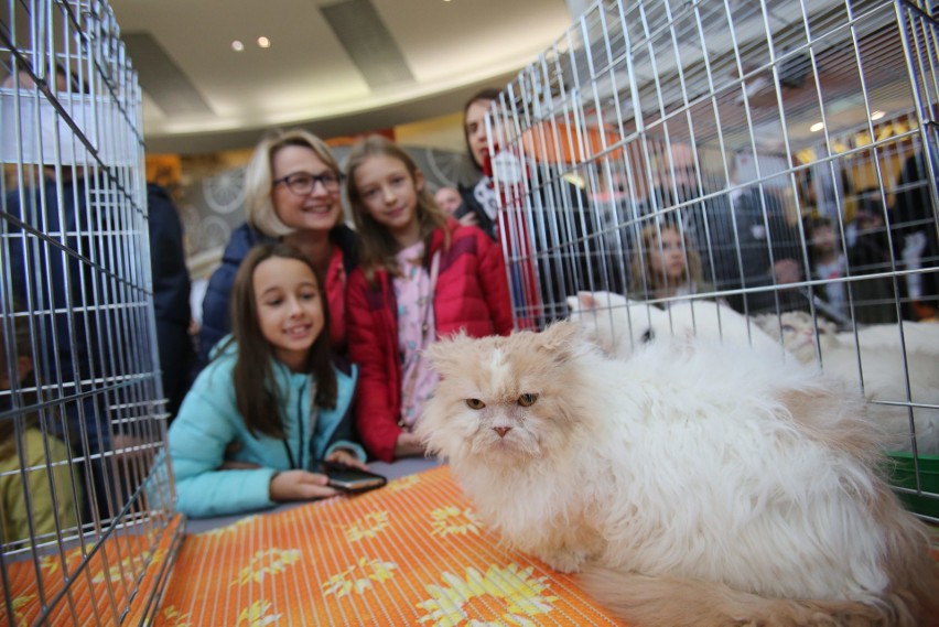 Pokaz Kotów Rasowych odbył się w Silesia City Center w...
