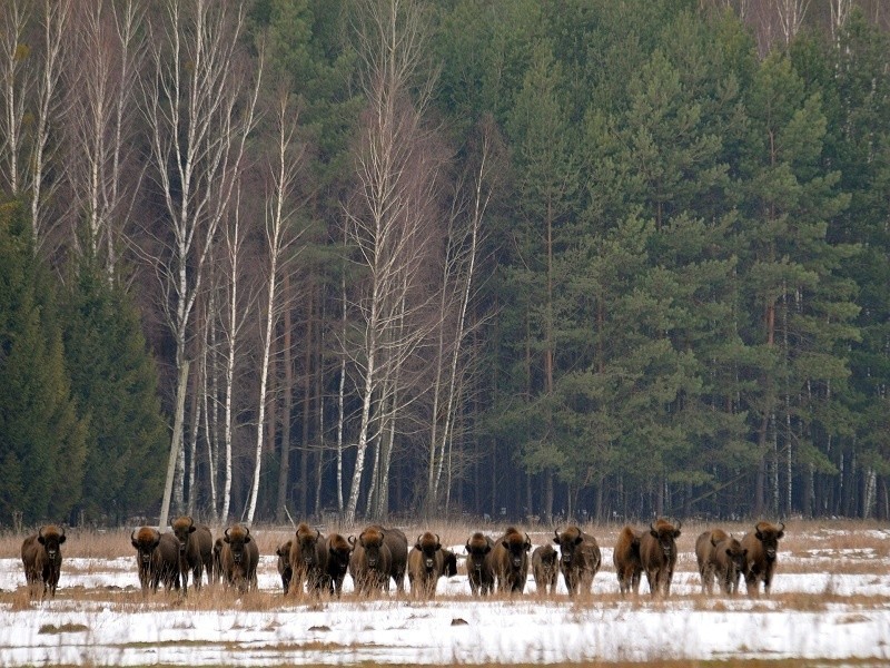 Coraz więcej żubrów w regionie. Jaka jest liczba żubrów w Polsce i w woj. podlaskim (zdjęcia)