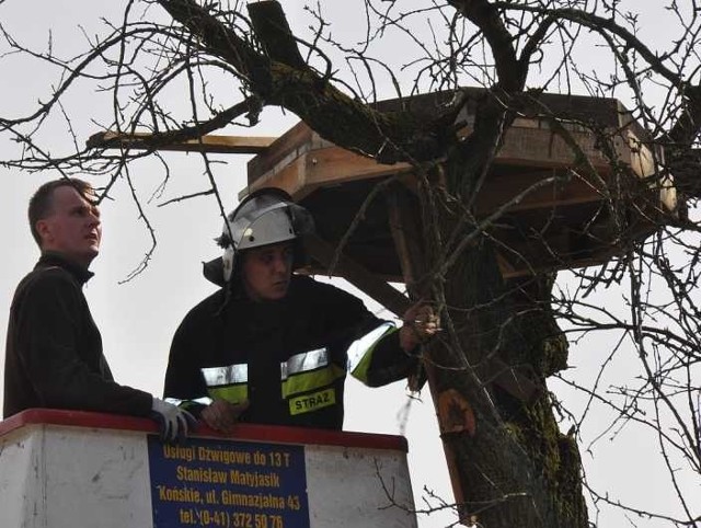 Naczelnik OSP Modliszewice Piotr Markiewicz i ornitolog Rafał Prochowski zamontowali nowe gniazdo na gruszy w centrum Dyszowa