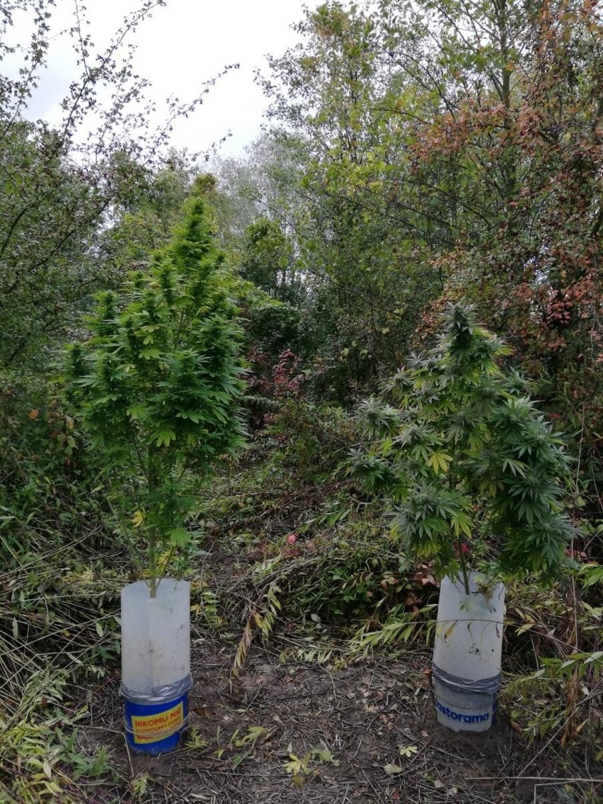 Dwa krzewy o wysokości 155 cm i 210 cm zostały zabezpieczone...