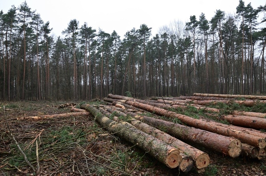 Wycinka lasu Mokrzańskiego: Społecznicy zadowoleni po spotkaniu, ale Lasy Państwowe zwiększą wyręb