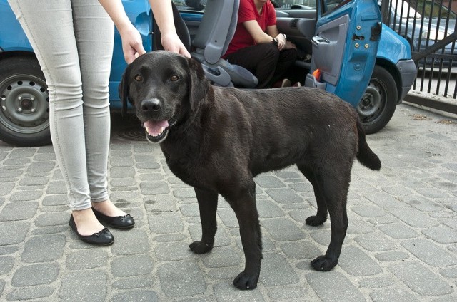 Labradorka szuka właściciela.